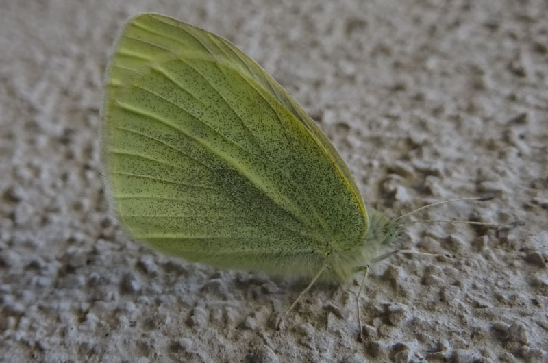 Pieris rapae - Pieridae